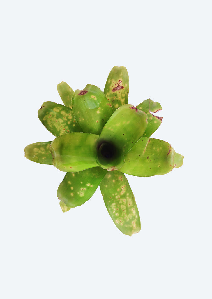 Neoregelia Pauciflora x Kautskyi