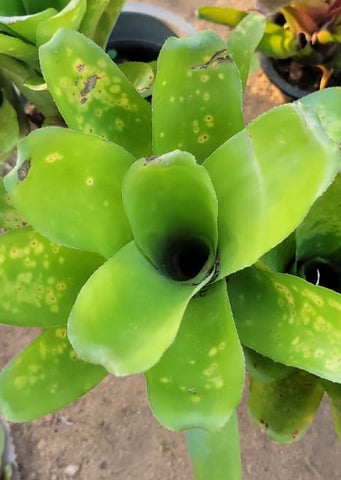 Neoregelia Pauciflora x Kautskyi