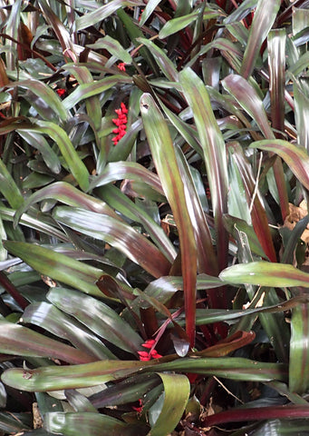 Aechmea warasii