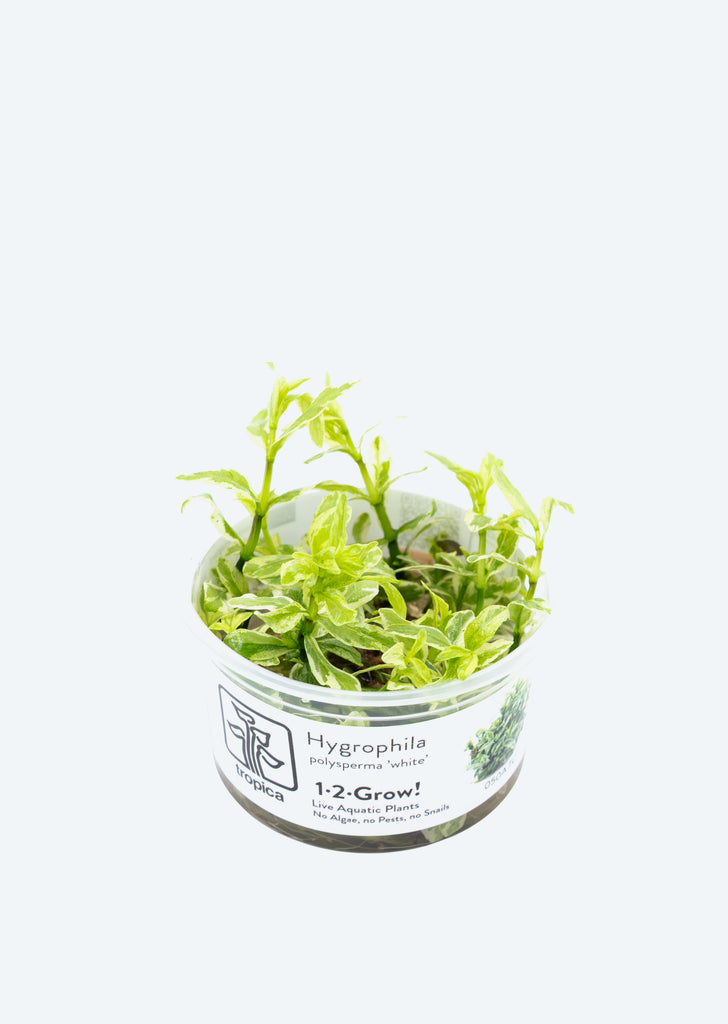 1-2-Grow! Hygrophila polysperma 'White'