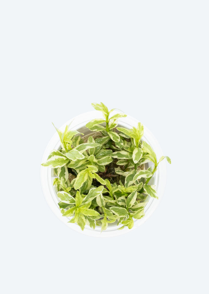 1-2-Grow! Hygrophila polysperma 'White'