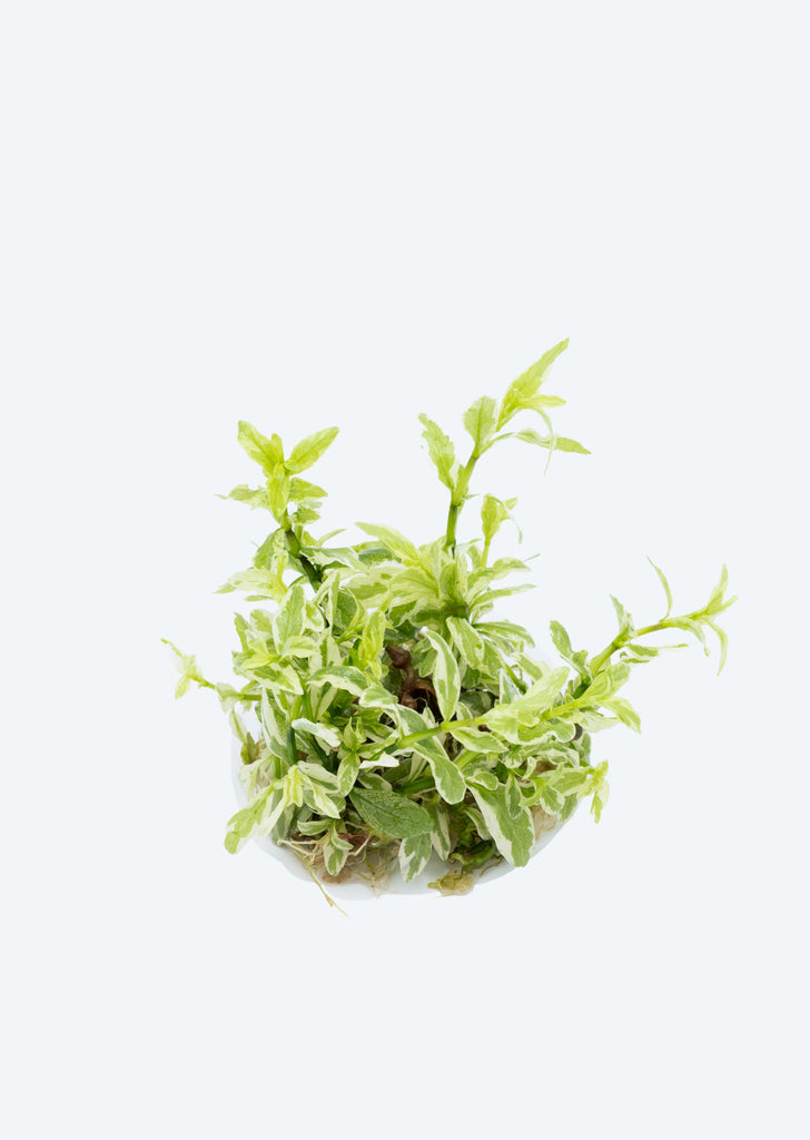 1-2-Grow! Hygrophila polysperma 'White'