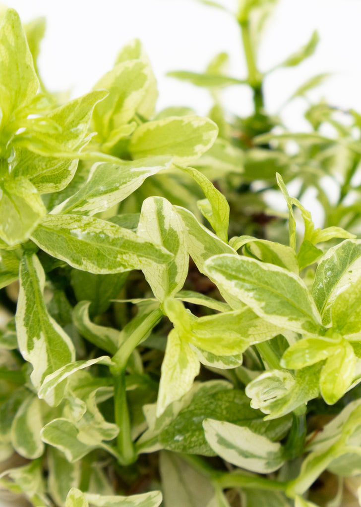 1-2-Grow! Hygrophila polysperma 'White'