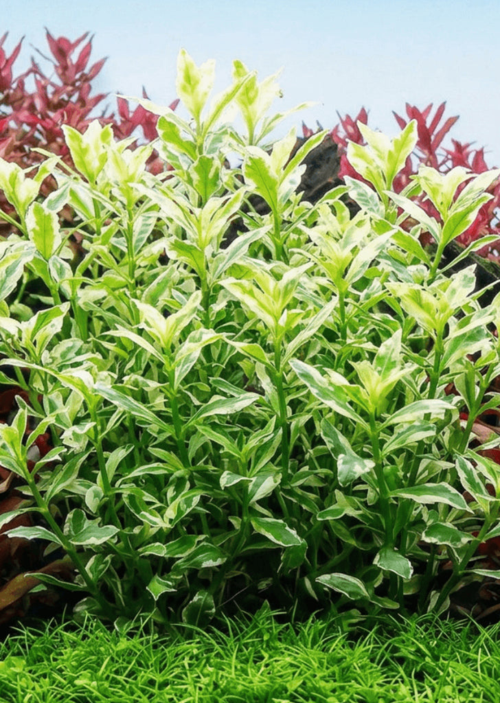 1-2-Grow! Hygrophila polysperma 'White'