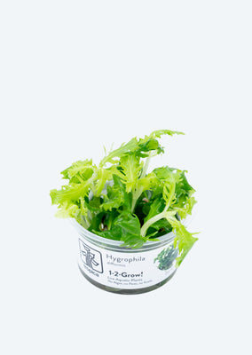 1-2-Grow! Hygrophila difformis