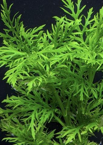 1-2-Grow! Hygrophila difformis