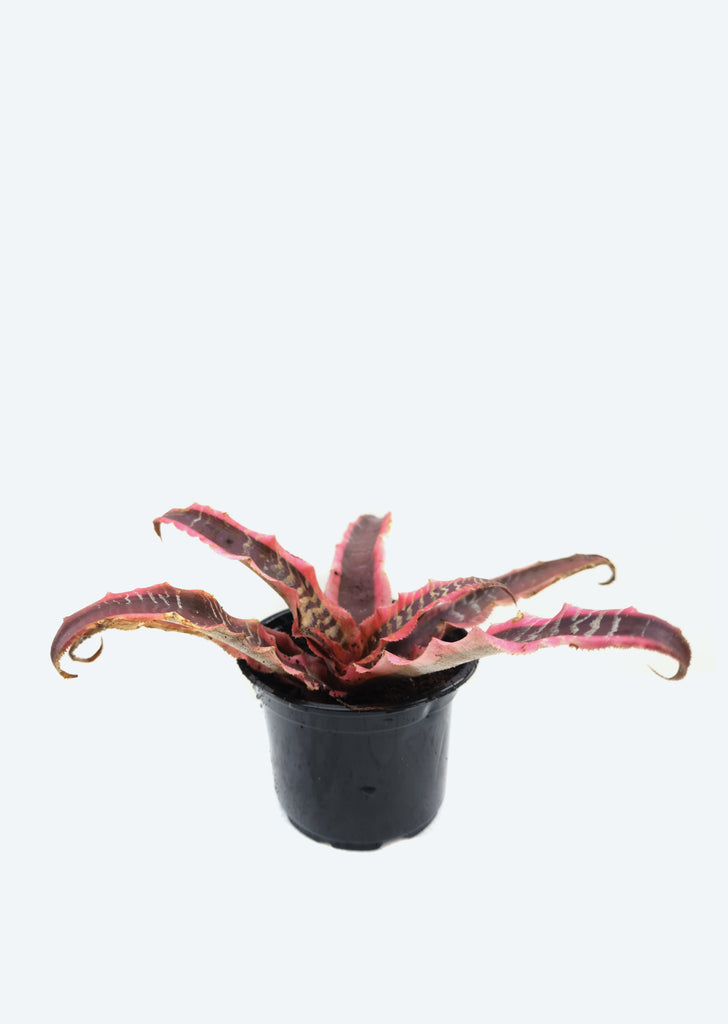Cryptanthus Elaine