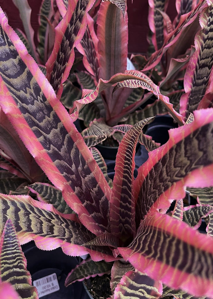 Cryptanthus Elaine