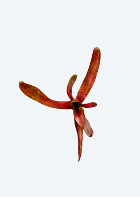Neoregelia Hansen Mini