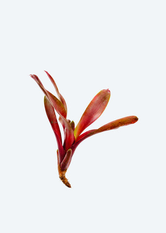 Neoregelia Hansen Mini
