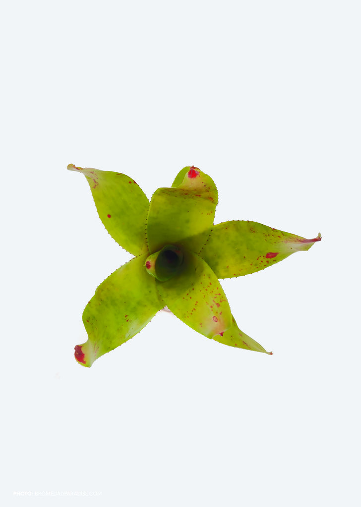 Neoregelia ‘Carol Johnson’