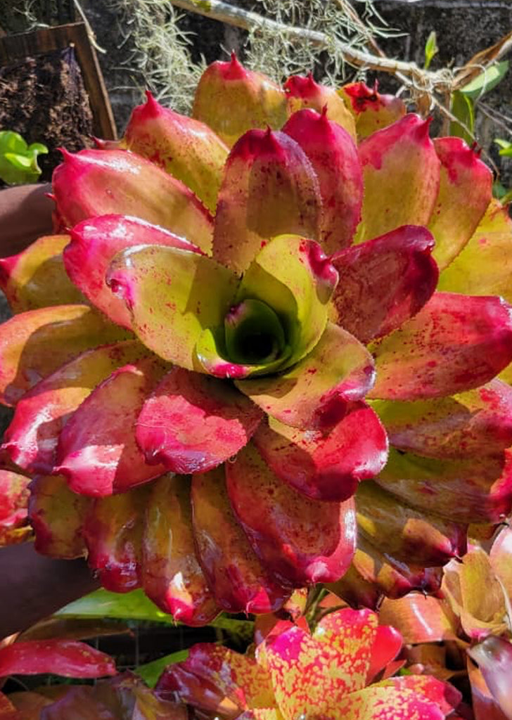 Neoregelia ‘Carol Johnson’