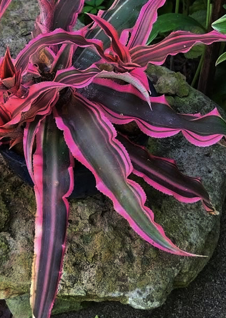Cryptanthus Heyens