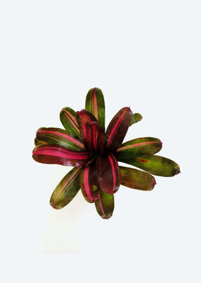 Neoregelia ‘Charlie Brown’