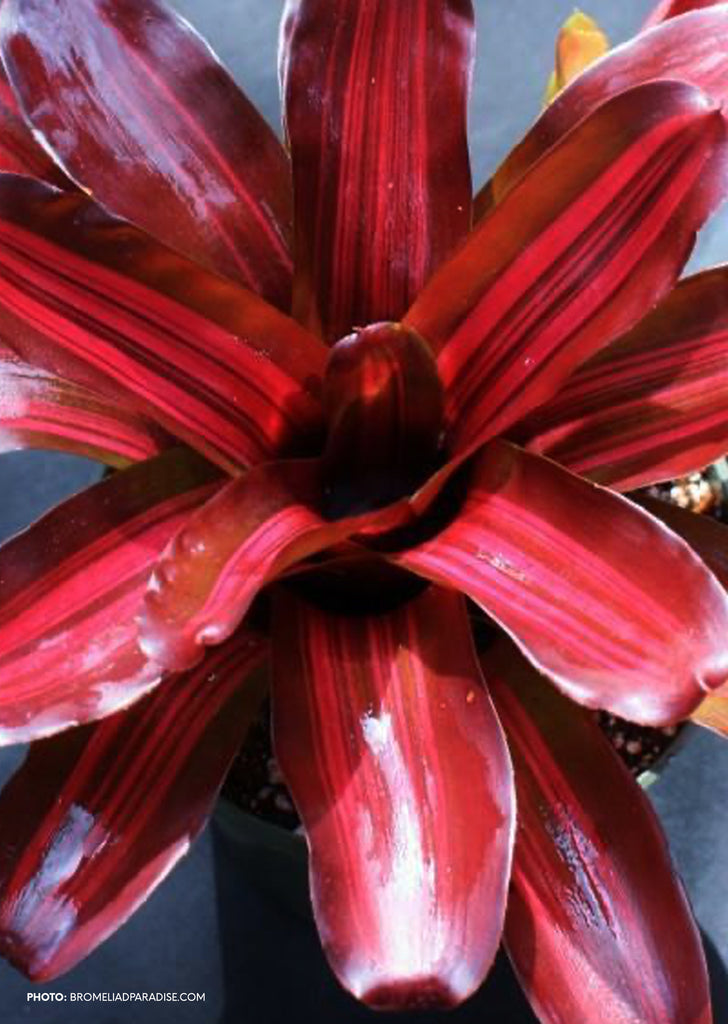 Neoregelia ‘Charlie Brown’