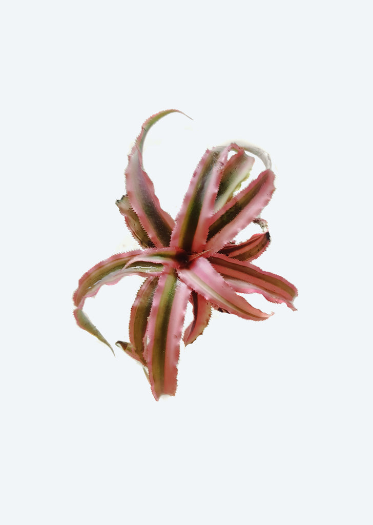 Cryptanthus Pink Starlite