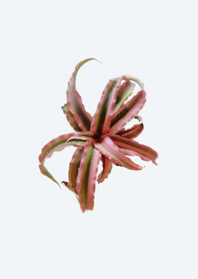 Cryptanthus Pink Starlite