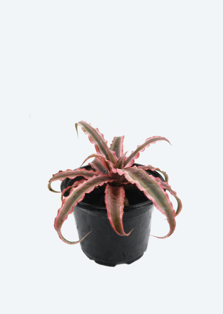 Cryptanthus Pink Starlite