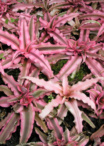 Cryptanthus Pink Starlite