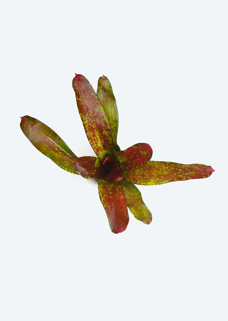 Neoregelia ‘Jenga'