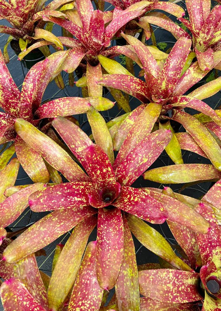 Neoregelia ‘Jenga'