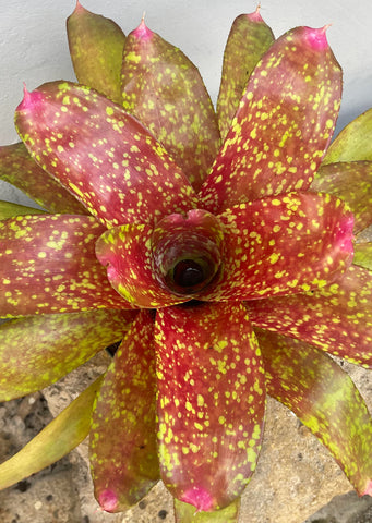 Neoregelia ‘Jenga'