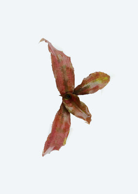 Cryptanthus ‘Osyanus’