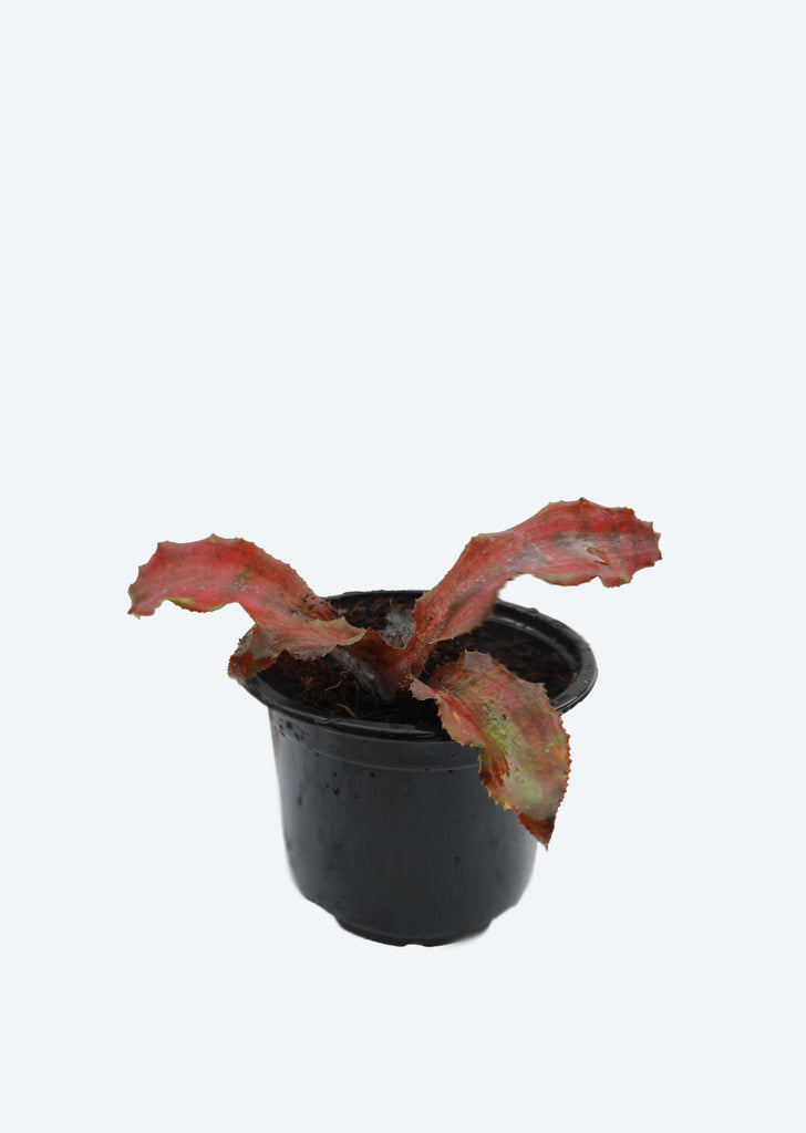 Cryptanthus ‘Osyanus’