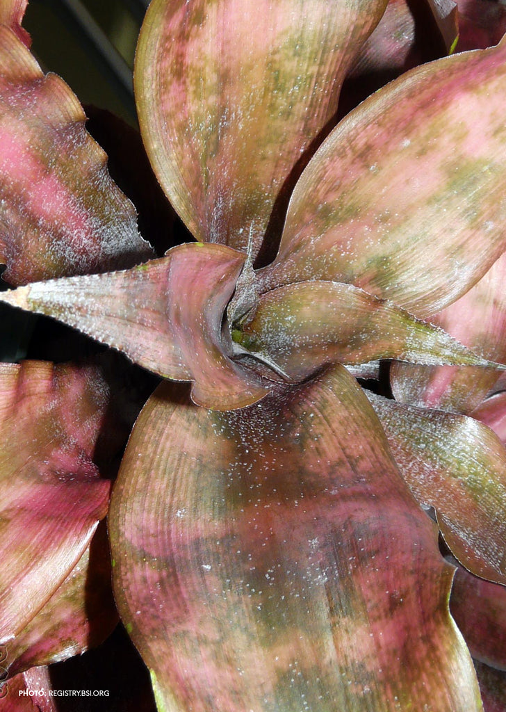 Cryptanthus ‘Osyanus’
