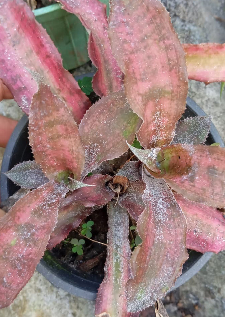 Cryptanthus ‘Osyanus’