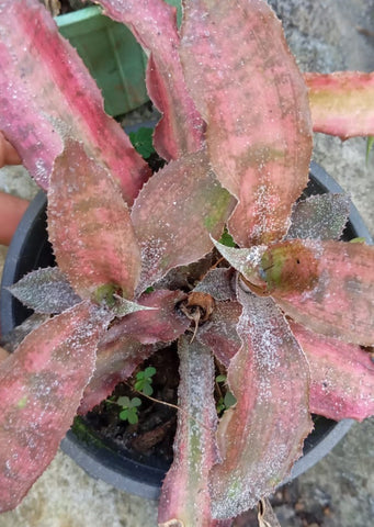 Cryptanthus ‘Osyanus’
