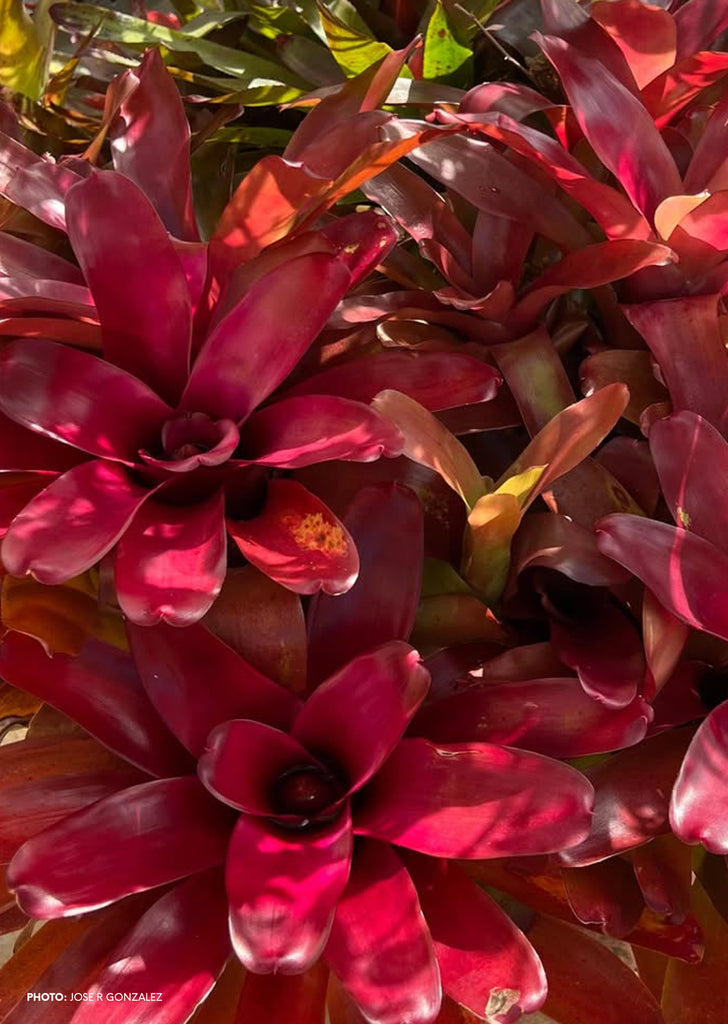 Neoregelia ‘Super Fireball’