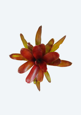Neoregelia ‘Super Fireball’