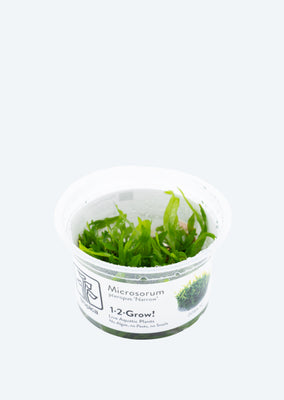1-2-Grow! Microsorum 'Narrow'