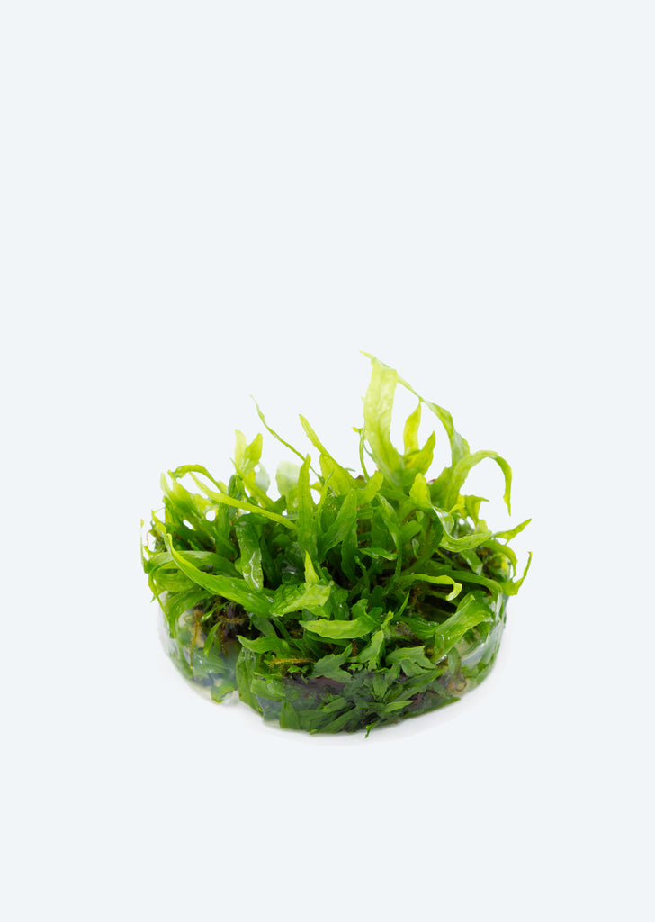 1-2-Grow! Microsorum 'Narrow'