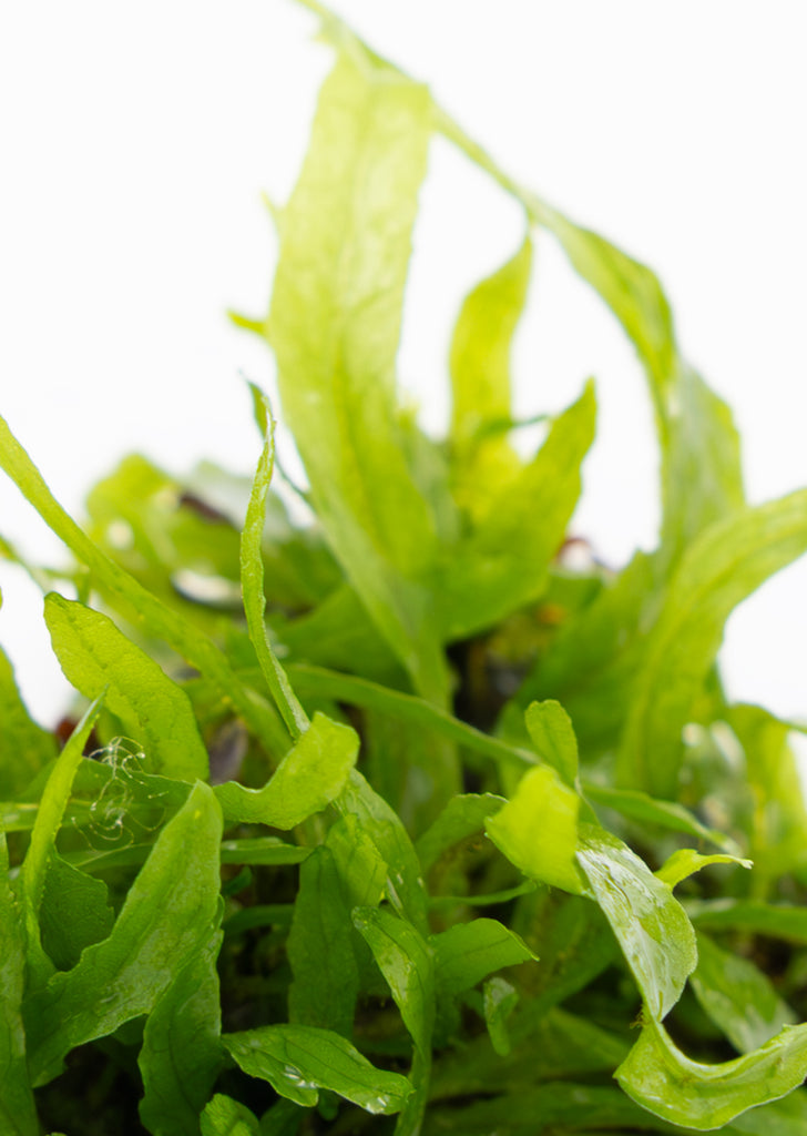 1-2-Grow! Microsorum 'Narrow'
