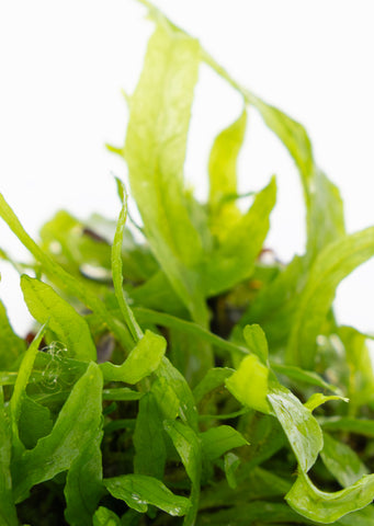 1-2-Grow! Microsorum 'Narrow'