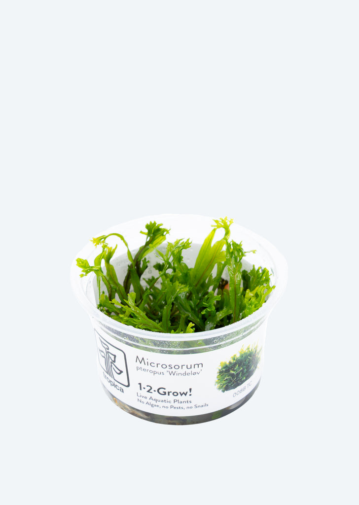 1-2-Grow! Microsorum 'Windeløv'
