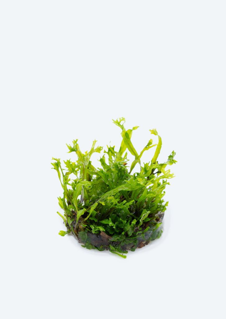1-2-Grow! Microsorum 'Windeløv'