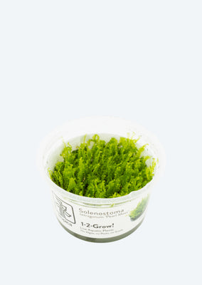 1-2-Grow! Solenostoma 'Pearl Moss'