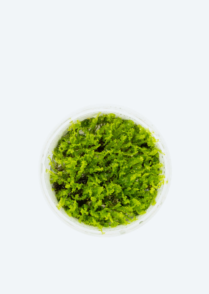 1-2-Grow! Solenostoma 'Pearl Moss'
