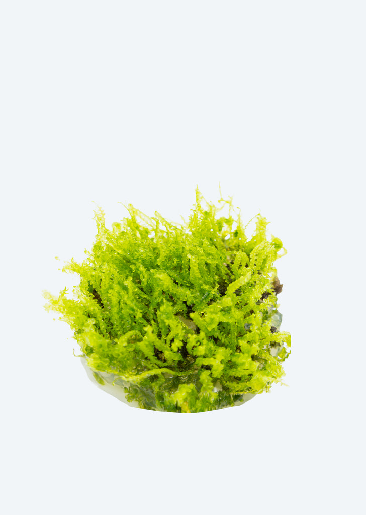 1-2-Grow! Solenostoma 'Pearl Moss'
