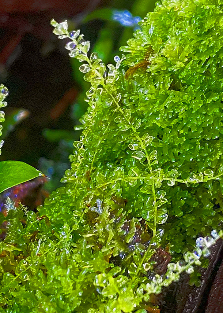 1-2-Grow! Solenostoma 'Pearl Moss'
