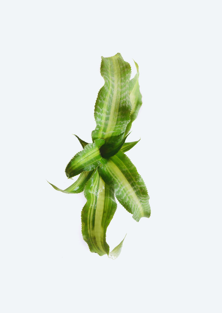 Cryptanthus Dennis Cathcart