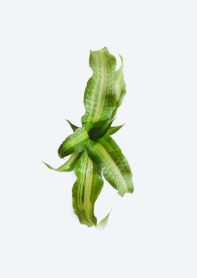 Cryptanthus Dennis Cathcart