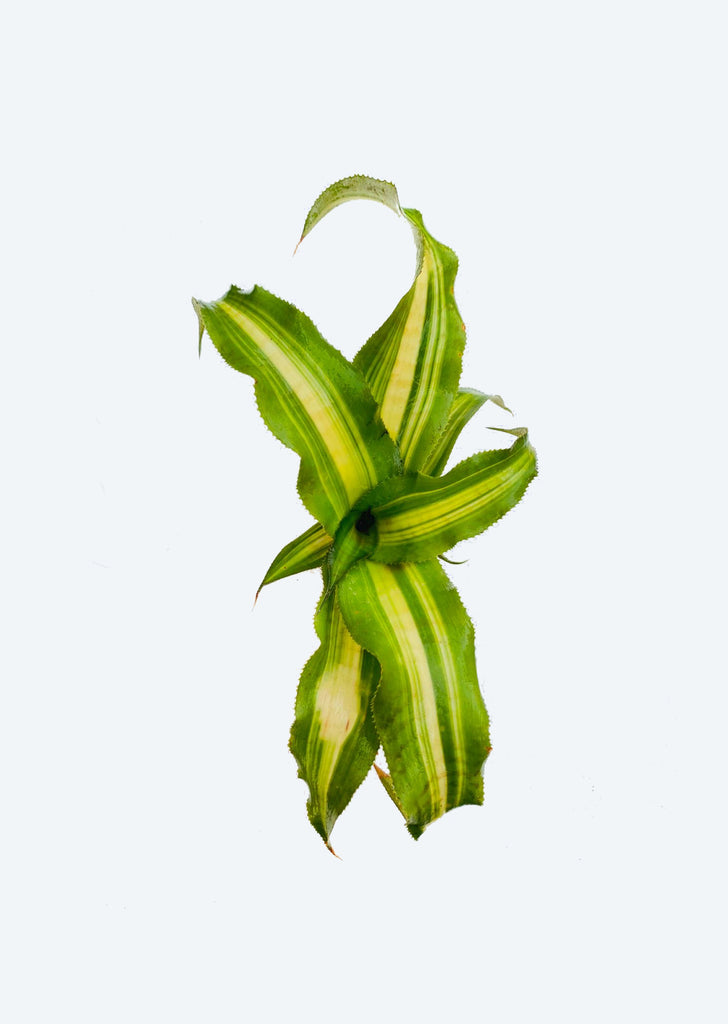 Cryptanthus Dennis Cathcart