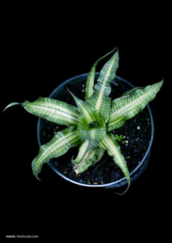 Cryptanthus Dennis Cathcart