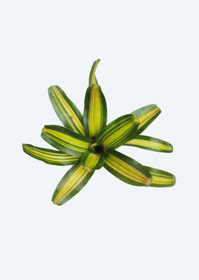 Neoregelia ‘Picasso'