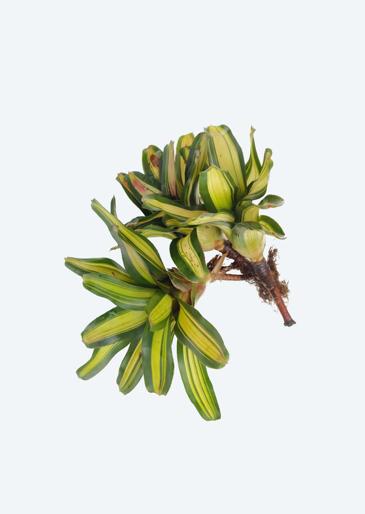 Neoregelia ‘Picasso'