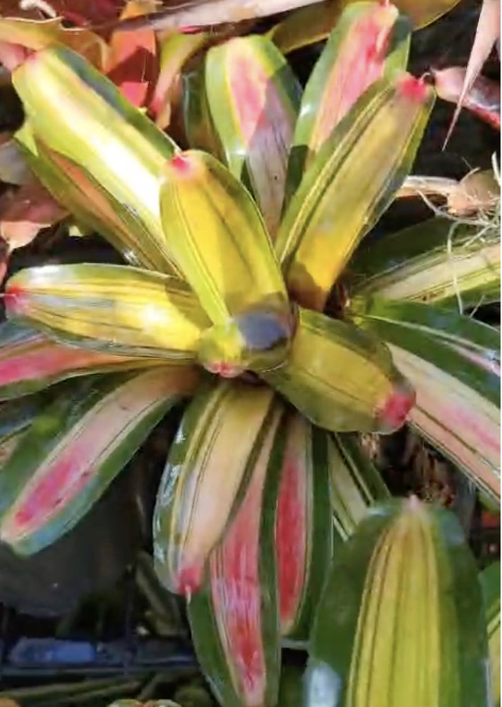 Neoregelia ‘Picasso'